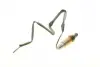 Лямбда-зонд (3-х конт.) универсальный NISSAN, SUBARU, FORD, HYUNDAI bosch 0258005726