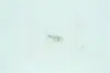 Лампа накаливания W1,2W 12V 1,2W W2X4,6d (пр-во Narva) NARVA 17037CP (фото 1)